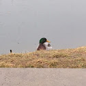 Mallard Duck