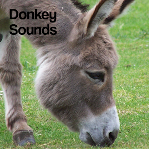 Sports donkey reviews
