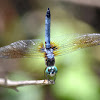 Blue Dasher