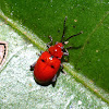 Scarlet Leaf Beetle