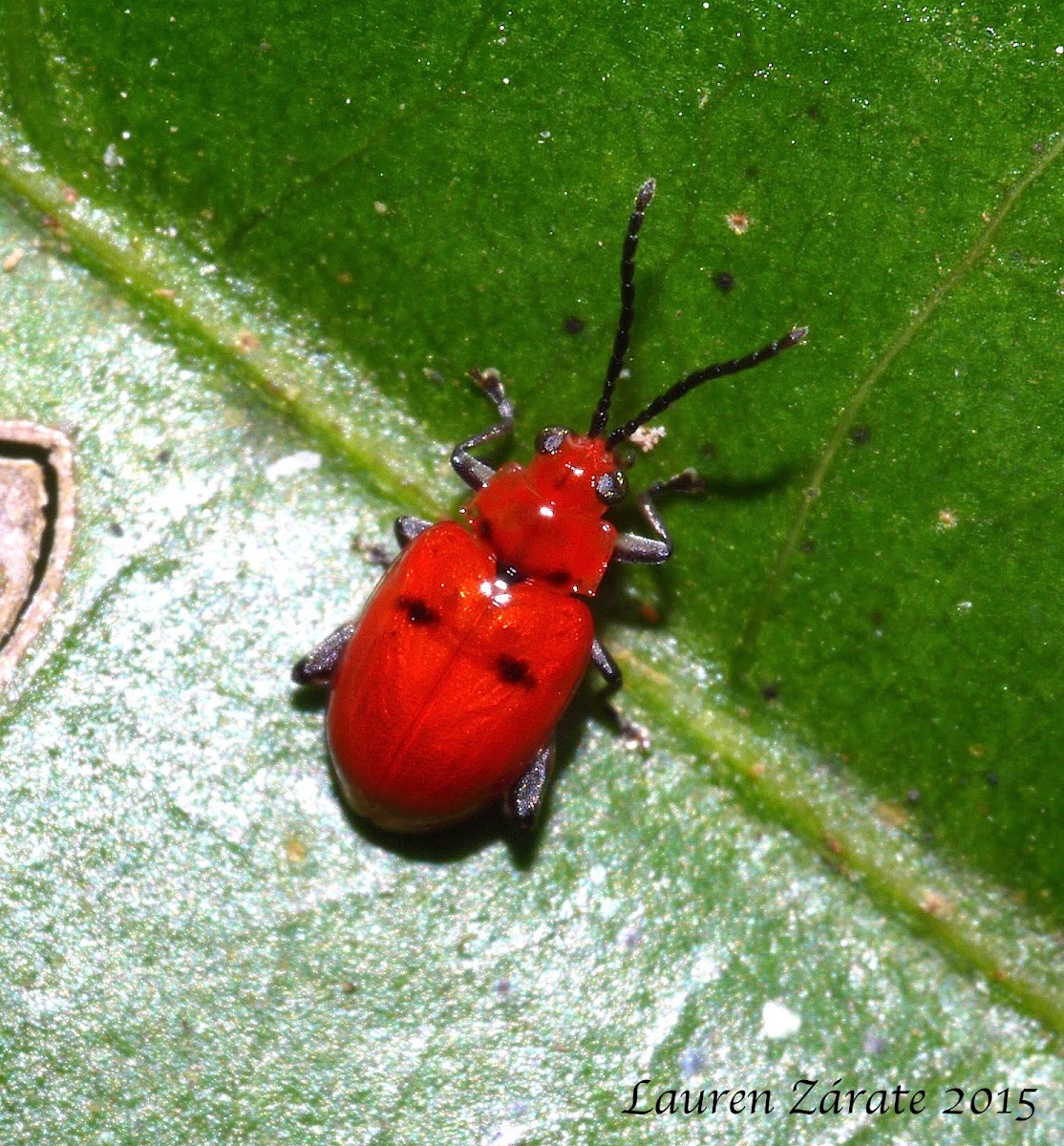 Scarlet Leaf Beetle