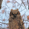 Great-Horned Owl (fledgling)