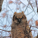 Great-Horned Owl (fledgling)