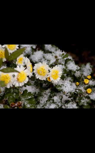 【免費個人化App】Snow Flowers live wallpaper-APP點子