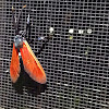 Spotted Oleander Moth