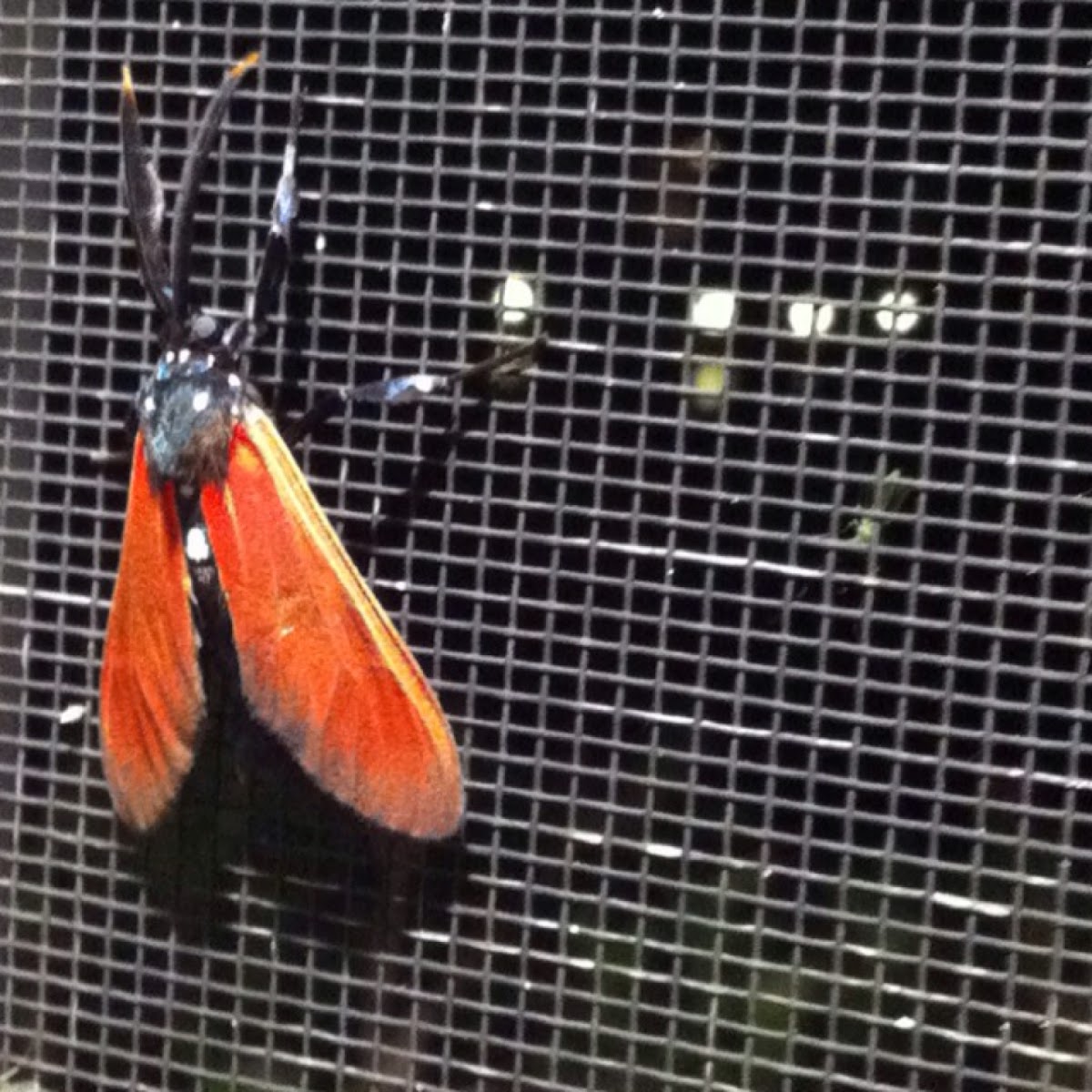 Spotted Oleander Moth