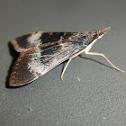 Uresiphita ornithopteralis