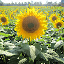 Mammoth Russian Sunflower