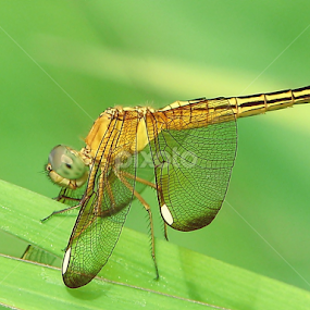 by Sengkiu Pasaribu - Instagram & Mobile Other