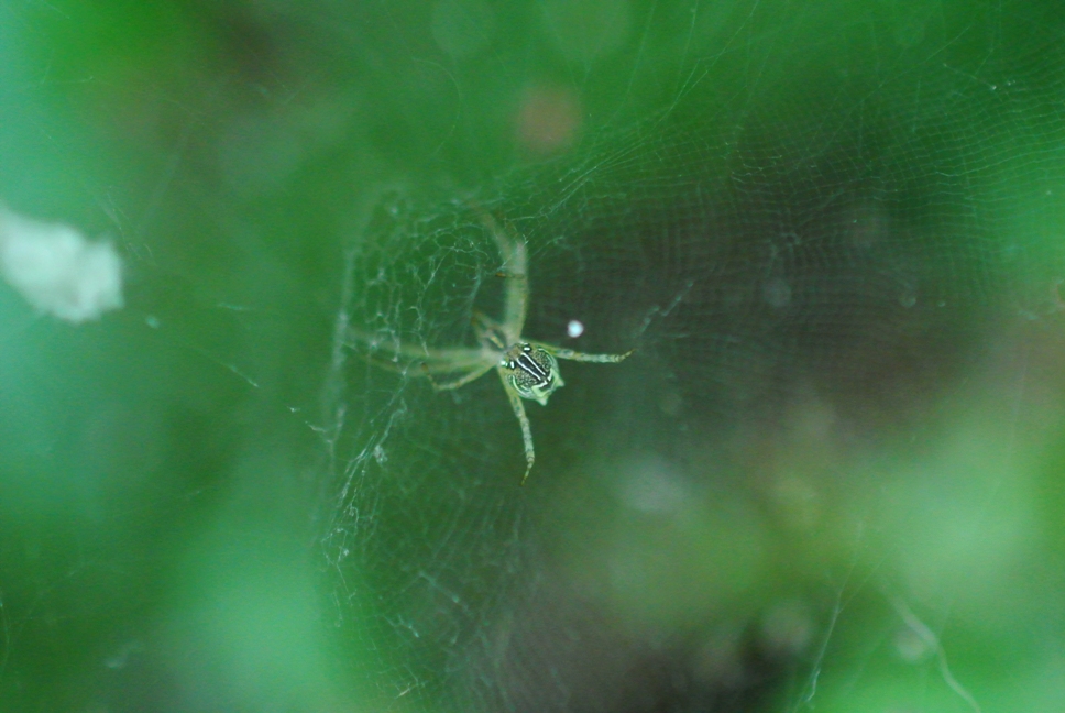 Tent web Spider