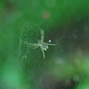 Tent web Spider