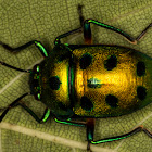 Jewel Bug