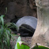 Malayan Tapir