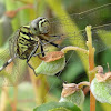 Green Marsh Hawk