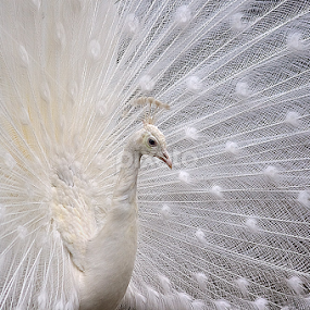 in a white world by Stefano Ronchi - Animals Birds