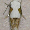 Circumscript Mompha Moth
