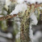 Fishbone Beard Lichen