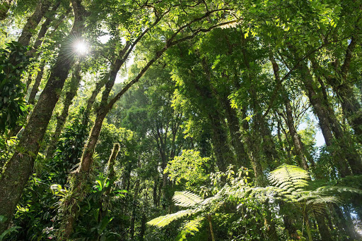 A canopy of trees on Martinique gives shelter to birds fish, shellfish and lizards native to the island.