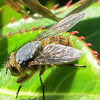 Rango tumaro (Golden Blowfly)
