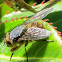 Rango tumaro (Golden Blowfly)