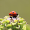 Seven spotted Ladybeetle