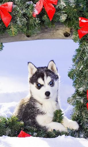 【免費個人化App】Christmas Dogs Wallpaper-APP點子