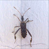 Western Conifer Seed Bug