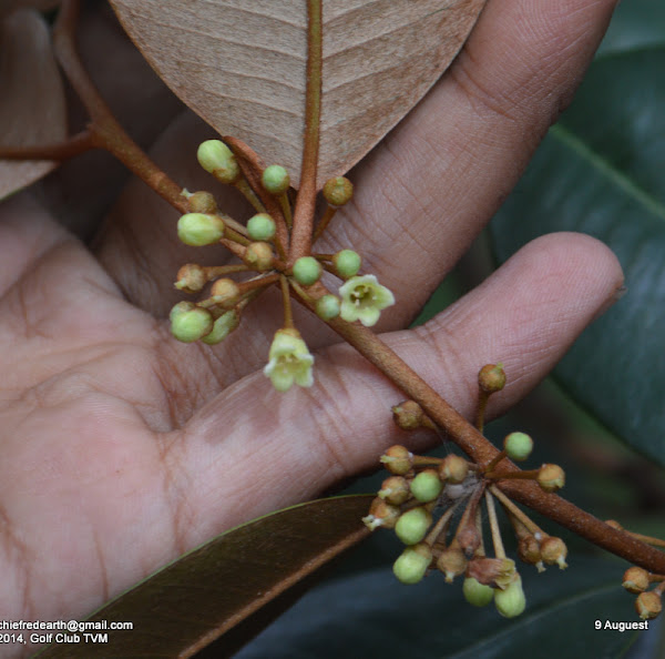 Star Apple Golden Leaf Tree Swarnapathry Milk Fruit Project Noah