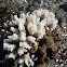 Coral white