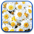 Flowers Live Wallpaper Apk