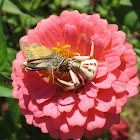 White banded crab spider