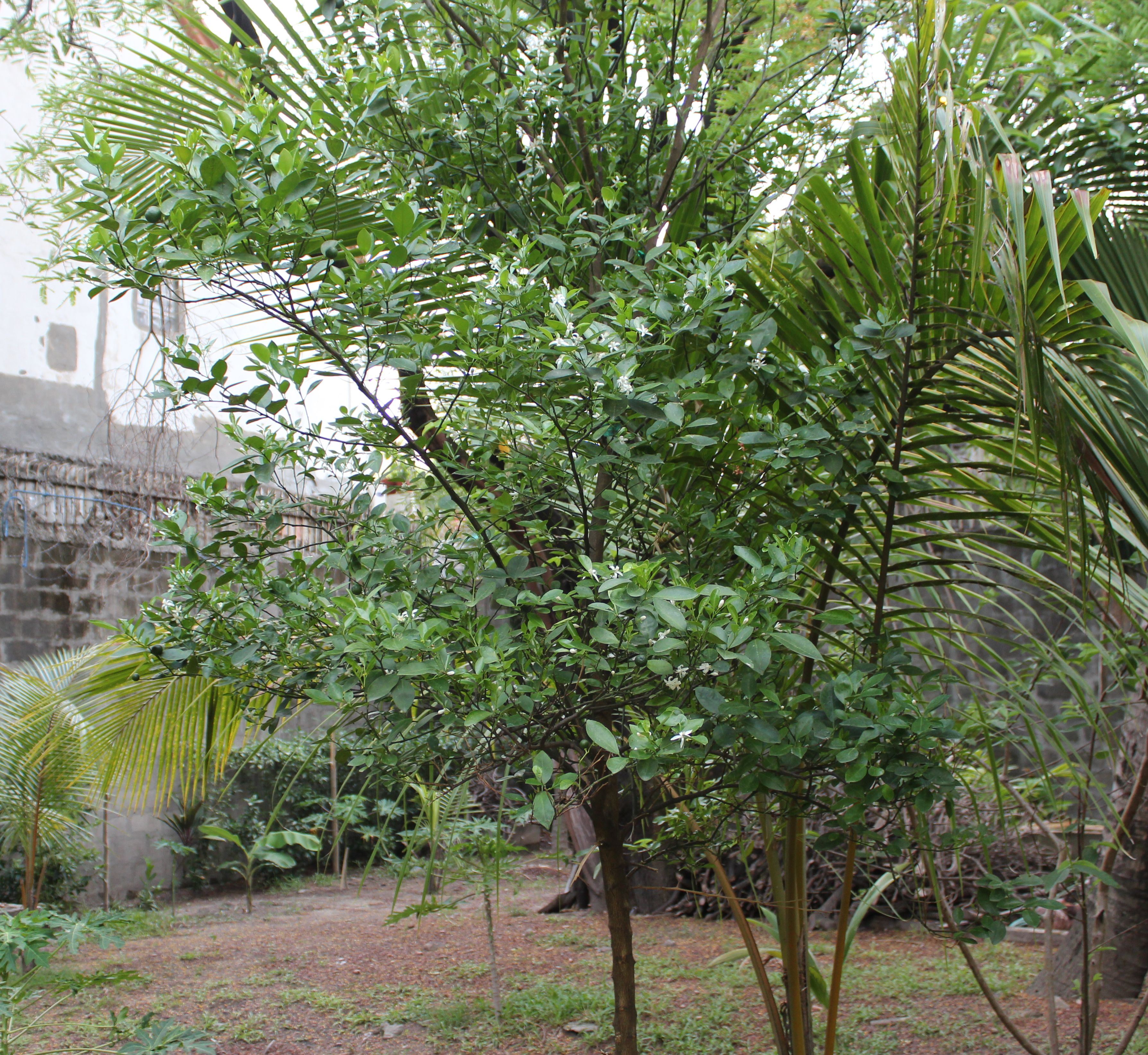 Calamondin Tree (Lime Tree) (Citrofortunella microcarpa) | Project Noah