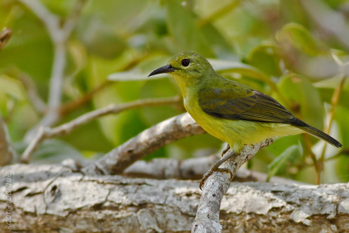 Plain-throated Sunbird ♀