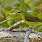 Plain-throated Sunbird ♀