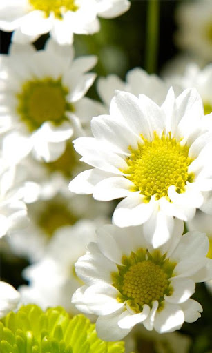 【免費娛樂App】WHITE CHAMOMILE HD WALLPAPER-APP點子