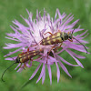Banded Longhorn Beetles
