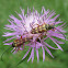 Banded Longhorn Beetles
