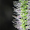 Foxtail grass