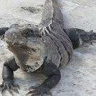 Mexican Spiny-tailed iguana