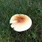 Russula Hygrophorus