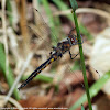 Slender Baskettail dragonfly (male)