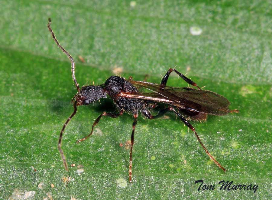 Spine-waisted Ant (male)