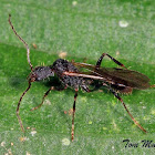 Spine-waisted Ant (male)
