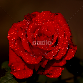 by Dipak Marfatia - Flowers Single Flower