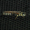 Tiphiid wasp