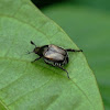Unknown Scarab Beetle