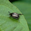 Unknown Scarab Beetle