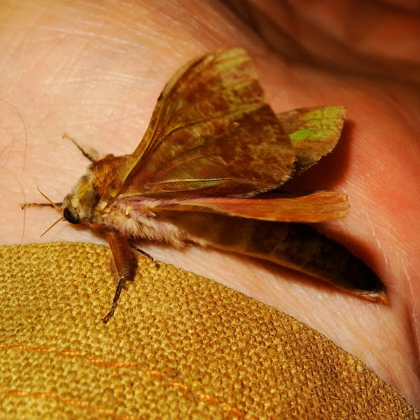 Splendid ghost moth (♀) | Project Noah