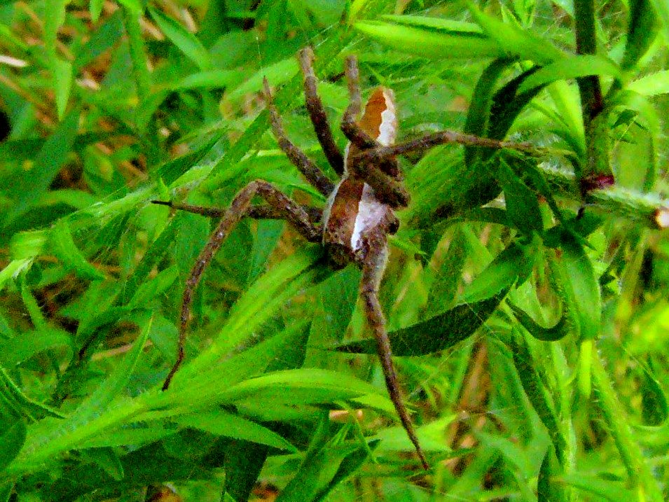 Nursery Web Spider