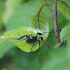 Leaf footed bug nymph